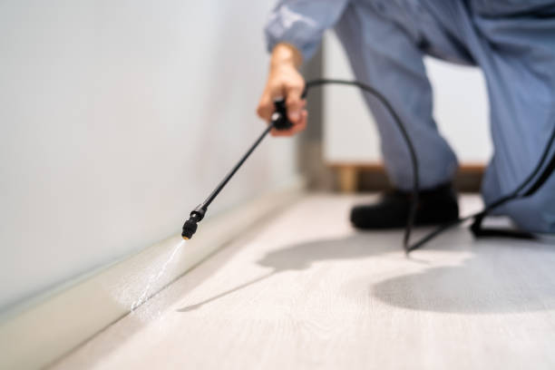 Licensed Wasp Removal service in Dollar Bay, MI - Show Me Pest Control